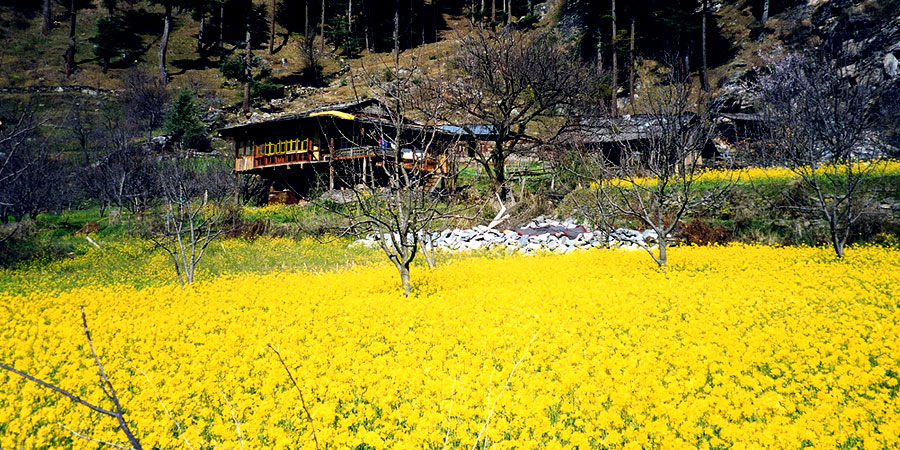 Naggar - Himachal Tour Package