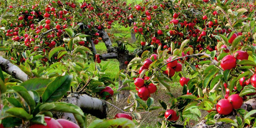 Apple Orchard - Himachal