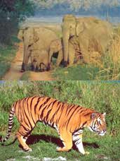 Corbett National Park - Jungle Tour